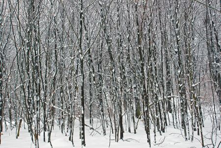 Beech trees in winterの写真素材