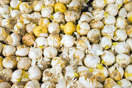 Background of flower bulbsの写真素材