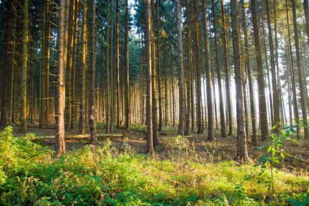 Spruce forest in the early morningの写真素材