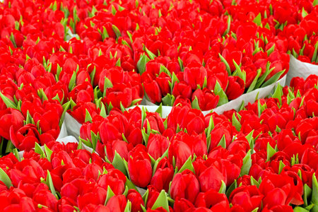 Red tulips