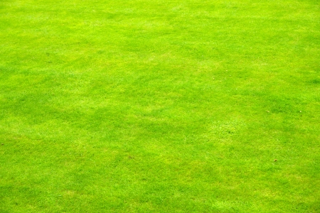 Background of some very green english grassの写真素材