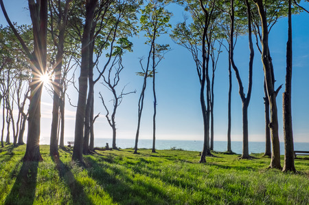 The sun shines through some treesの写真素材