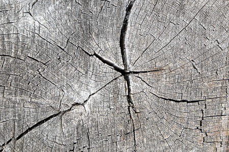 Old tree trunkの写真素材