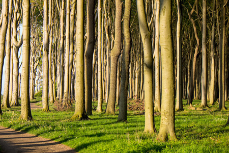 Beech tree forest with sunshineの写真素材