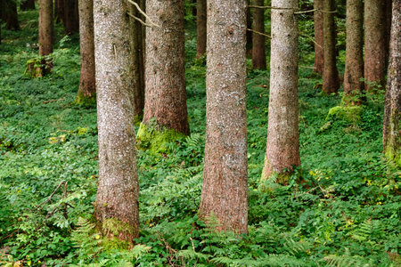 Tree trunks in a forest with green vegetation on the ground