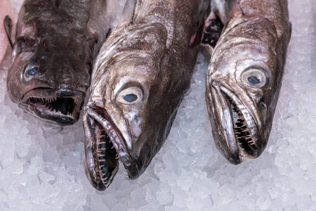 Fresh fish for sale at a market