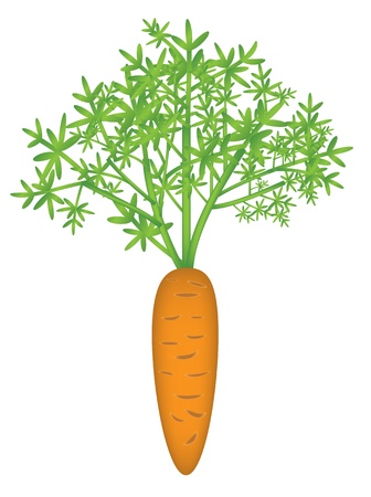 Carrot vector illustrationのイラスト素材