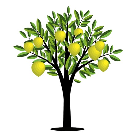 Lemon tree with ripe fruitsのイラスト素材