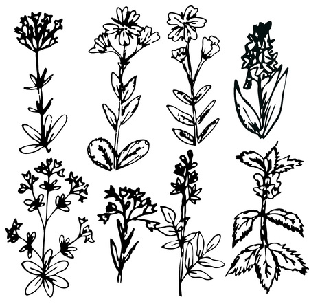 Decorative hand drawn flowers collectionのイラスト素材