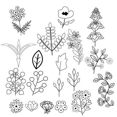 Decorative vector floral elements setのイラスト素材