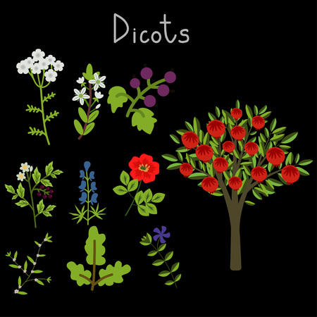 Examples of dicots plants collectionのイラスト素材