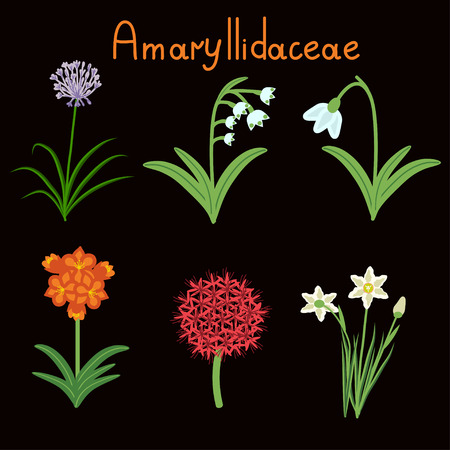 Amaryllidaceae plant family examples setのイラスト素材