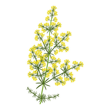 Galium verum vector plant illustrationのイラスト素材