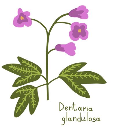 Dentaria glandulosa vector plant illustrationのイラスト素材