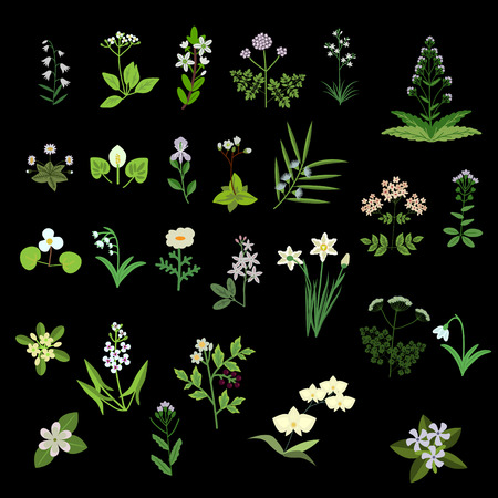 White vector isolated flowers setのイラスト素材
