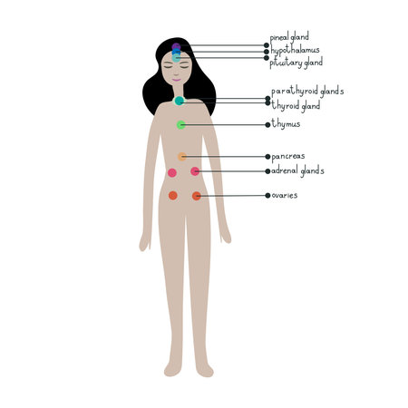 Endocrine system simple vector illustration