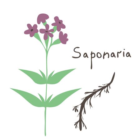 Saponaria isolated vector plant illustrationのイラスト素材