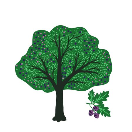 Mulberry tree vector simple illustrationのイラスト素材