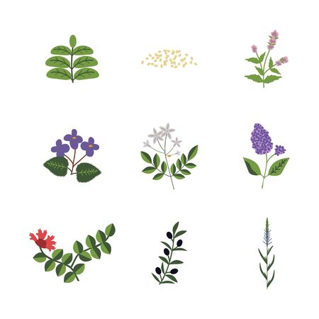 Lamiales isolated vector plants setのイラスト素材