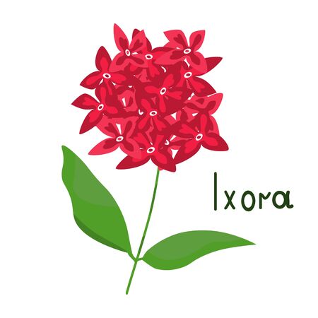 Ixora isolated plant vector illustrationのイラスト素材