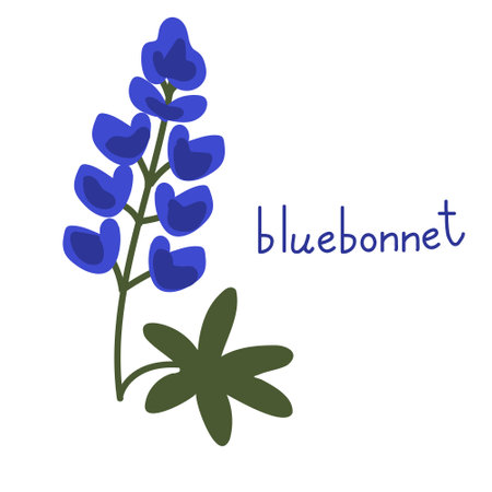 Bluebonnet vector flower isolated illustrationのイラスト素材