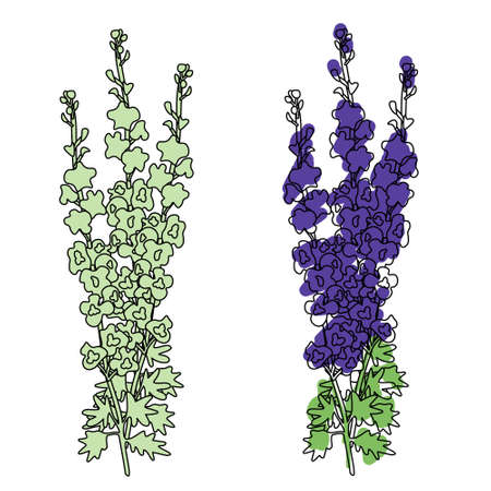 Delphinium flowers outline vector illustrationのイラスト素材