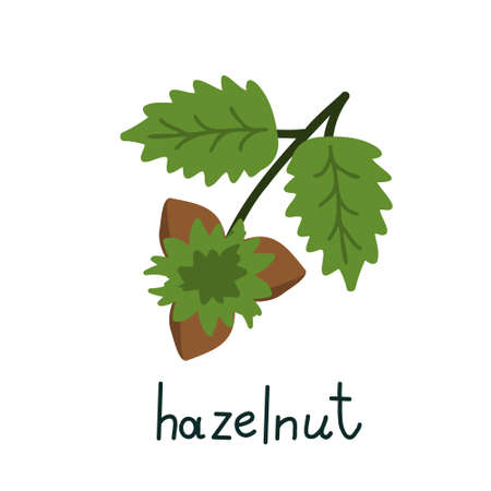 Isolated hazelnut illustration vector symbolのイラスト素材