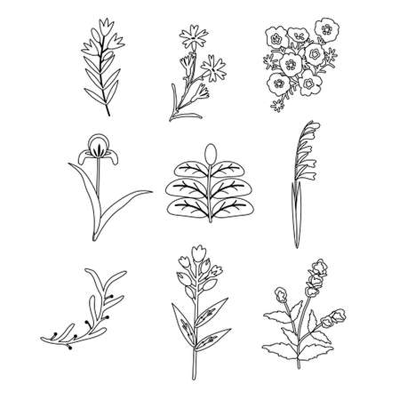 Isolated flowers vector elements setのイラスト素材