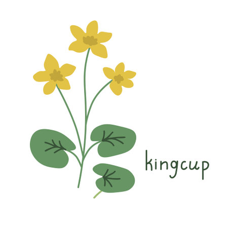 Caltha palustris vector plant illustrationのイラスト素材