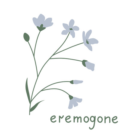 Isolated eremogone white vector flowerのイラスト素材