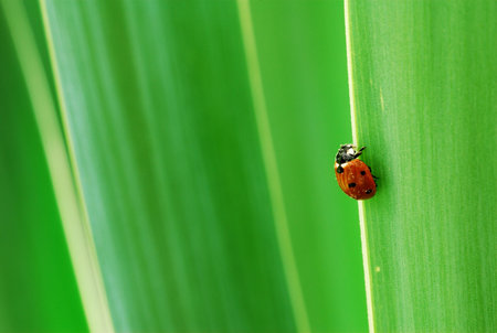 Ladybird walking up green yucca leaves