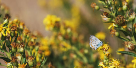 Pretty little Lycaenidae (Plebejus) butterflyの写真素材