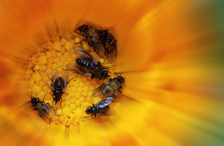 Bees on orange flower