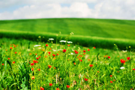 Red summer flowers in a fieldの写真素材
