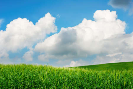 Green wheat fields with blue skyの写真素材
