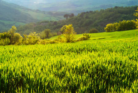 Evening sunlight over cultivated wheat fieldsの写真素材