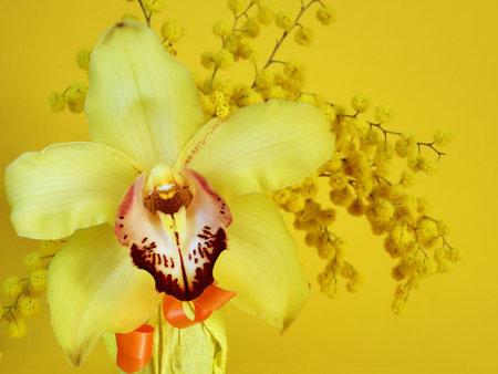 Yellow orchid flower with yellow background                         の写真素材