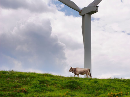 Cow walking under a windmillの写真素材