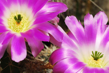 Pair of beautiful bright echinocereus cacti flowersの写真素材