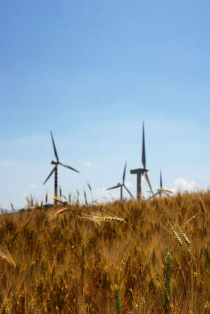 Wheat and windmills in a clear summer dayの写真素材