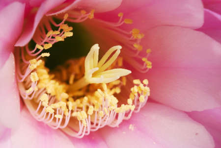 Center of a pink echinopsis cactus flowerの写真素材