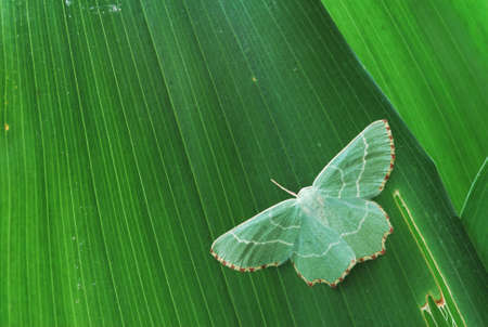 Green moth (Geometridae) on a green leafの写真素材