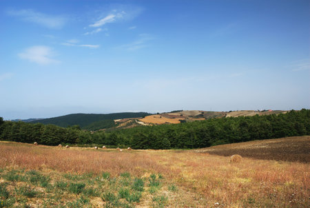 Summer italian landscape with hayfield and blue sky                          の写真素材