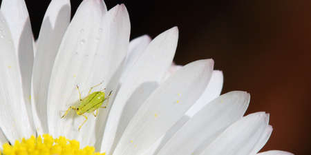 Tiny aphid in the sun on daisy petalsの写真素材