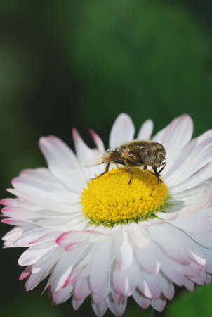 Little Eristalinus syrphid on a daisy flowerの写真素材