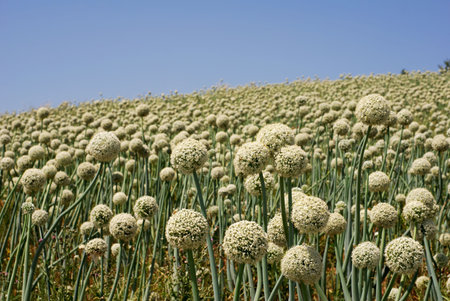 Field of white flower onion plantsの写真素材