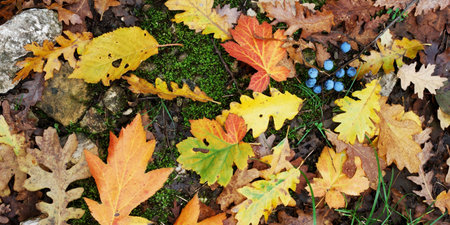 Background of autumn leaves of different shapes and colors