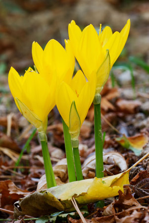 Bunch of yellow autumnal Crocus flowersの写真素材