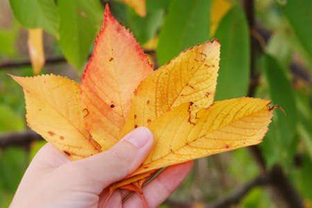 Poker of yellow autumn cherry leavesの写真素材