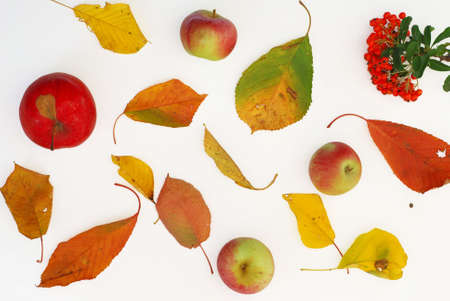 Colorful autumn background with leaves, apples and berriesの写真素材